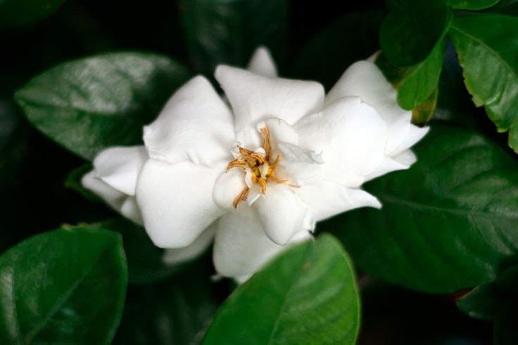 plantas-de-interior-gardenia