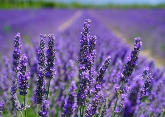 Campos de lavanda