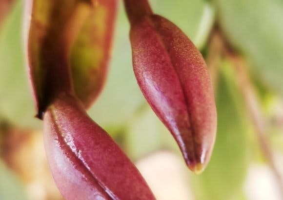 orquídeas cuidados