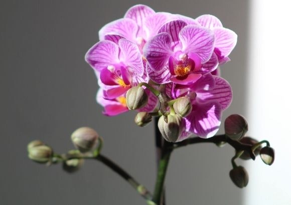 orquídeas cuidados