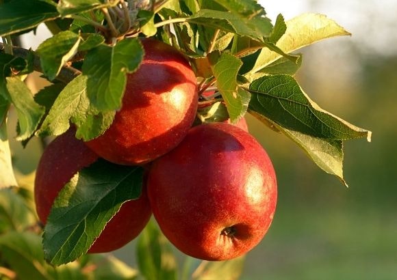 flavonoides