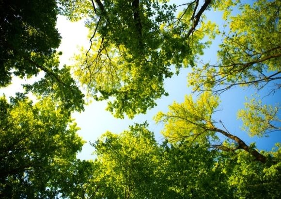 otoño naturaleza