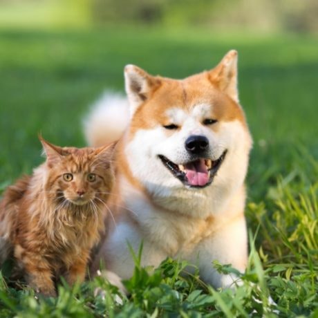 Conoce el sorprendente vínculo entre la altura de los comederos y el bienestar de tus mascotas