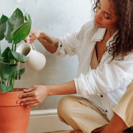 Plantas refrescantes para un hogar conectado con la naturaleza