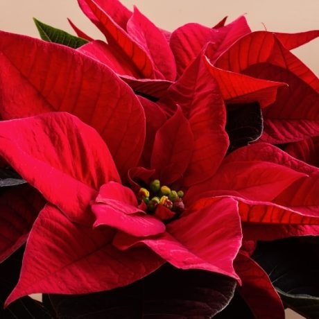 Colorea y decora tu Navidad con una bonita flor de pascua