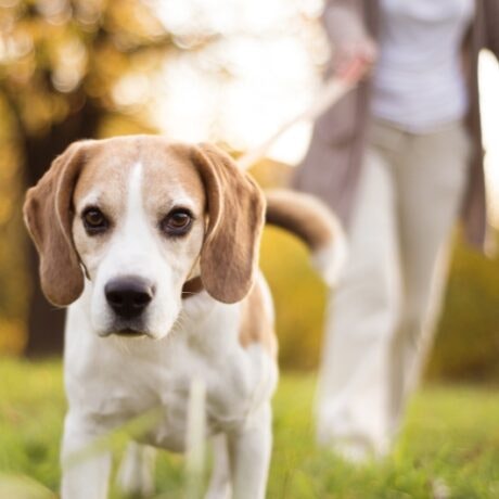 ¿Cómo experimentan el gusto nuestros perros?