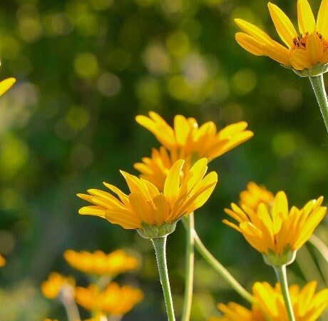 Celebremos el Yellow Day, el Día Más Feliz del Año