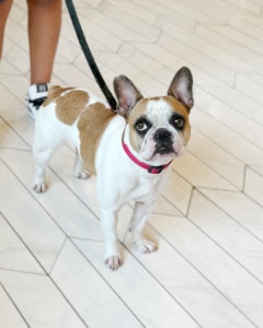 perrita dog friendly