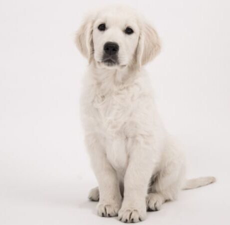 Celebra el Día Mundial del Perro en nuestro Centro Comercial ¡Somos Dog-Friendly!