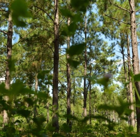 Cuida los bosques, escoge madera certificada