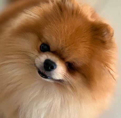 Consejos para que tu perrito no sufra calor este verano